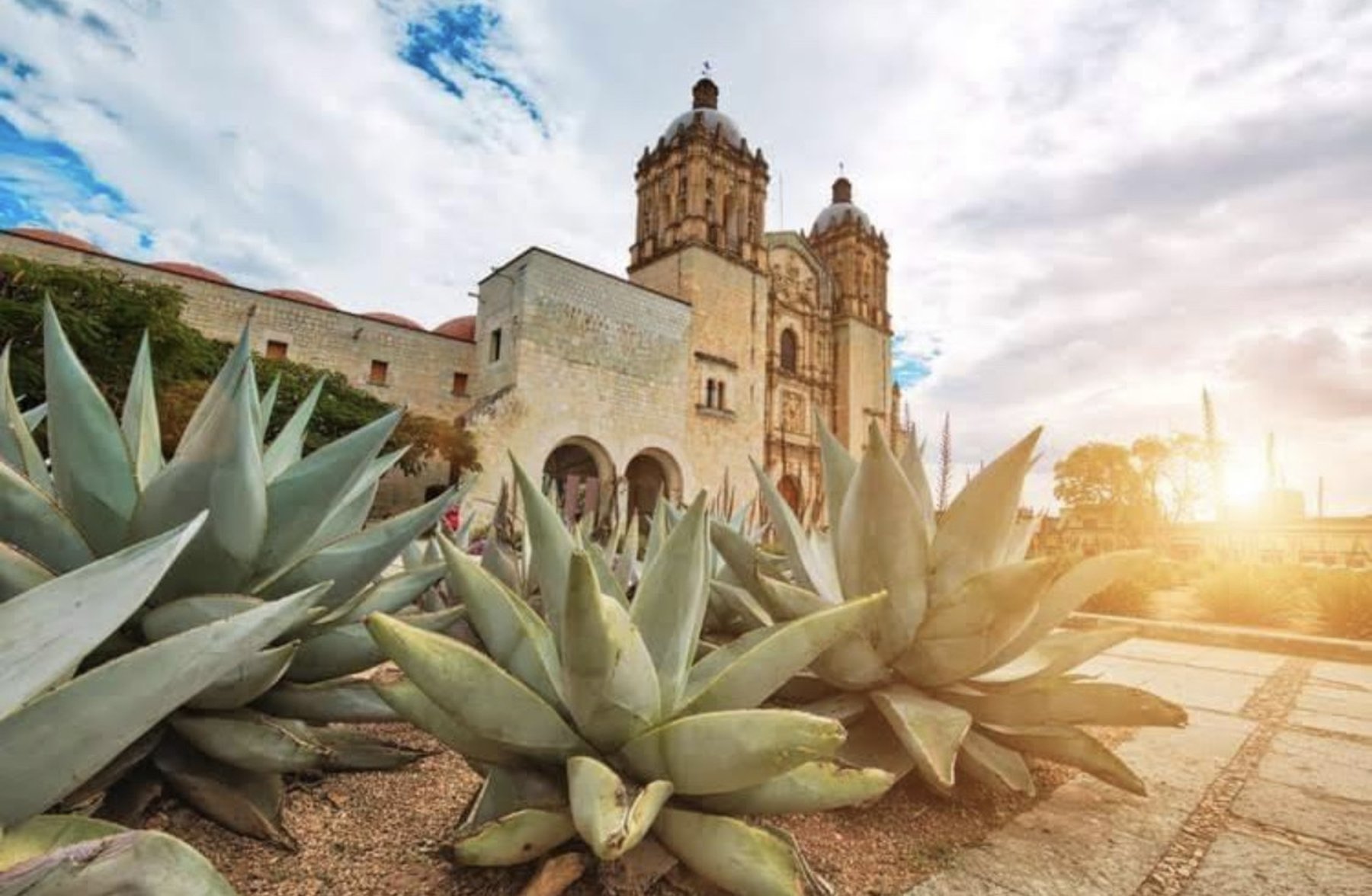 Agave plants in front of the Santo Domingo church in Oaxaca City